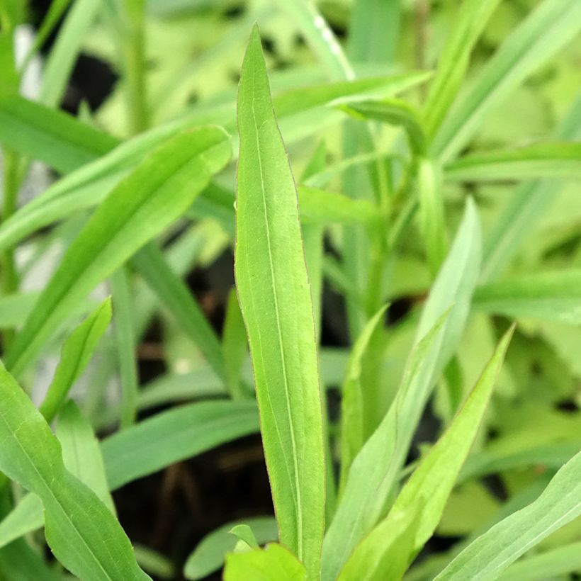 Solidaster luteus Lemore - Hybrid-Goldrute (Foliage)