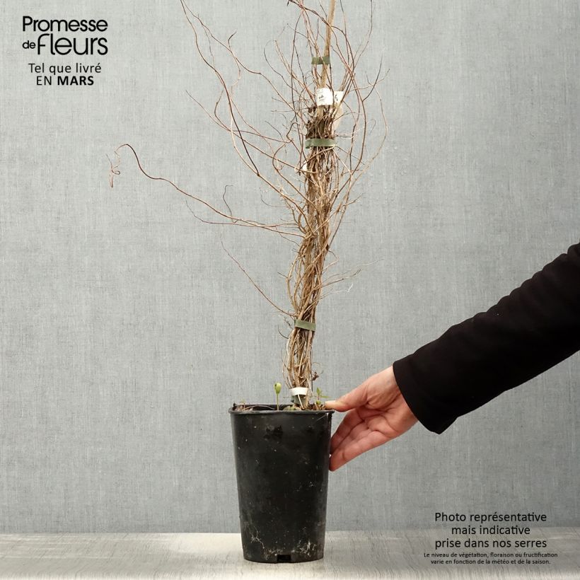 Exemplar von Sollya heterophylla Alba - Sollyie Topf mit 3L/4L wie im Frühjahr geliefert