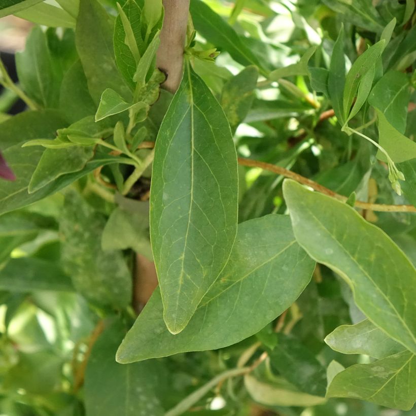 Sollya heterophylla Alba - Sollyie (Laub)