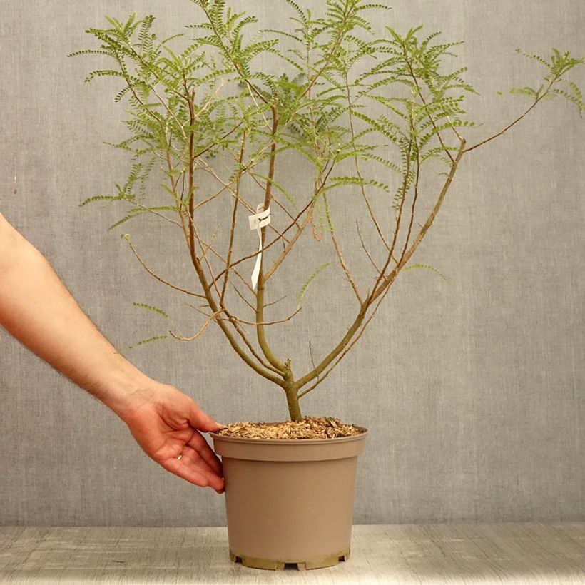 Example of Sophora microphylla Dragon's Gold - Feinblättriger Schnurbaum Topf mit 4L/5L as you get in printemps