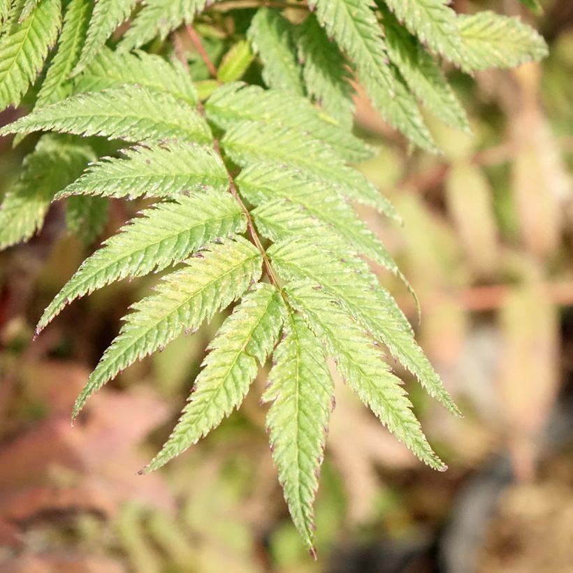 Sibirische Fiederspiere Pink Hopi - Sorbaria sorbifolia (Laub)