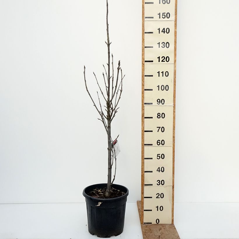 Example of Vogelbeere Fastigiata - Sorbus aucuparia  Topf mit 20L/25L as you get in hiver