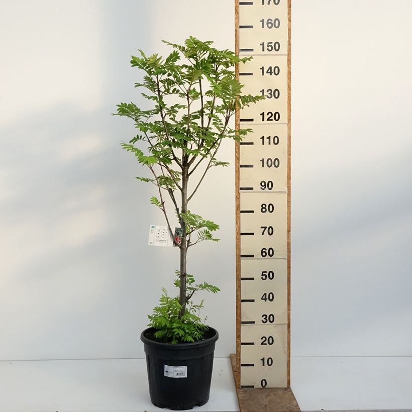 Exemplar von Vogelbeere Fastigiata - Sorbus aucuparia  Topf mit 20L/25L wie im Frühjahr geliefert