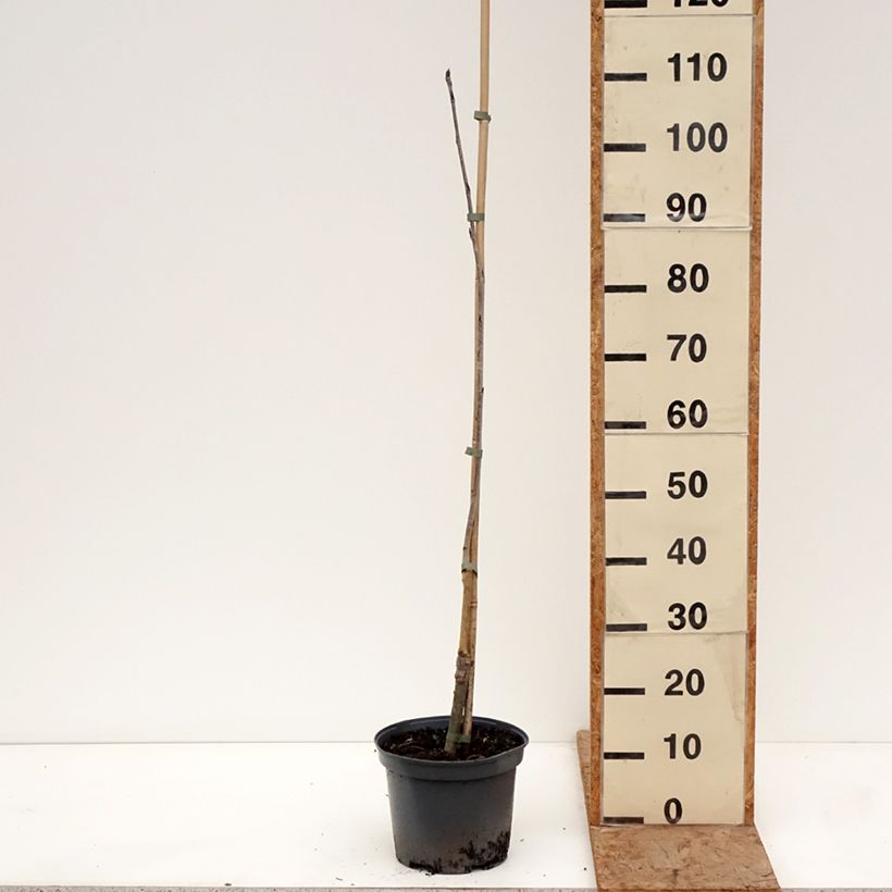 Exemplar von Vogelbeere Alaja Krupnaja - Sorbus aucuparia  Topf mit 4L/5L wie im Winter geliefert