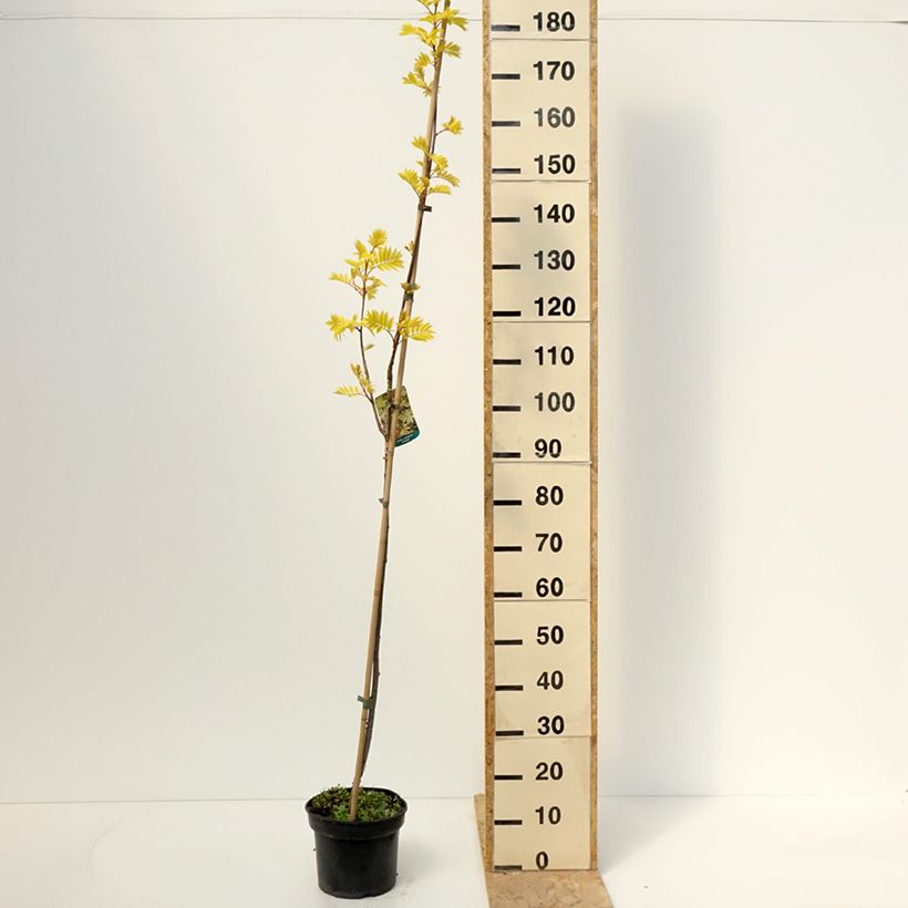 Exemplar von Vogelbeere Dirkenii - Sorbus aucuparia Topf mit 4L/5L wie im Frühjahr geliefert