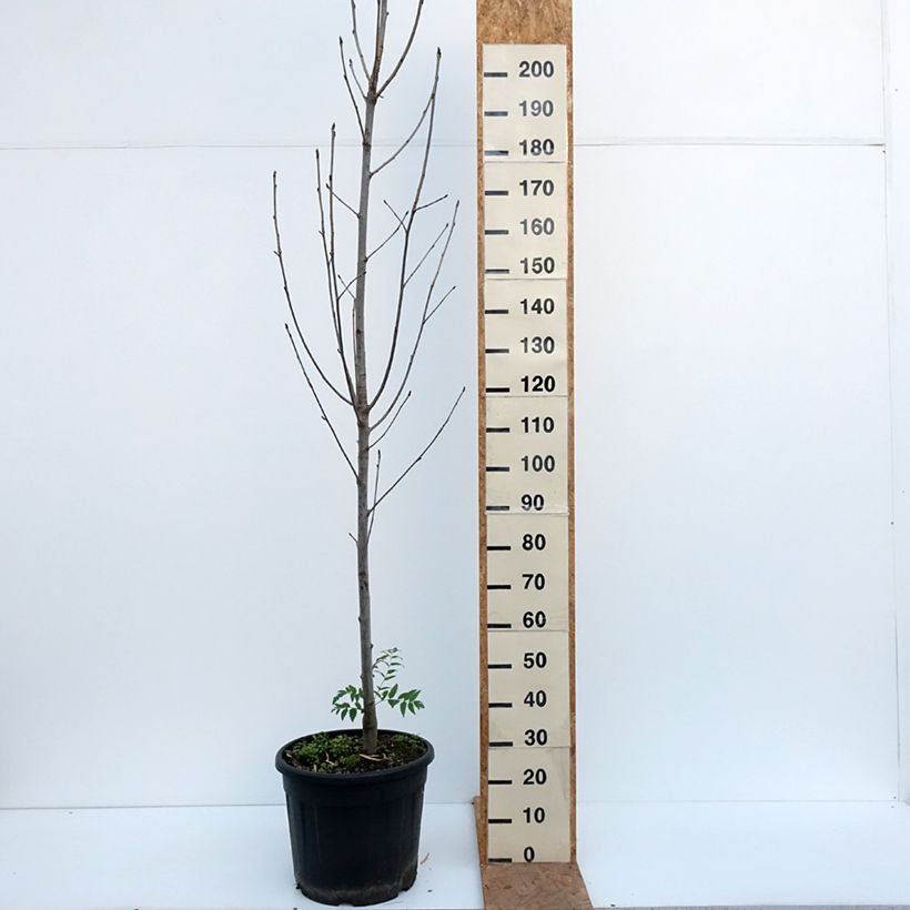 Exemplar von Vogelbeere Fingerprint PBR - Sorbus aucuparia Topf mit 30L/35L wie im Herbst geliefert