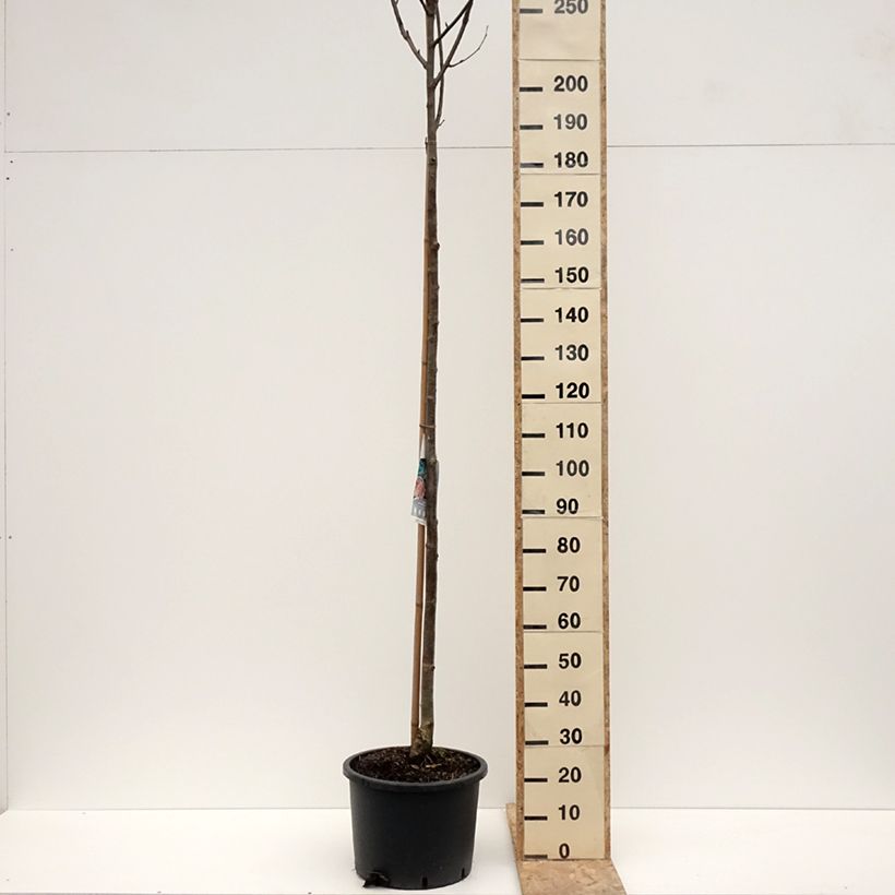 Example of Vogelbeere Wettra - Sorbus aucuparia Topf mit 20L/25L as you get in hiver