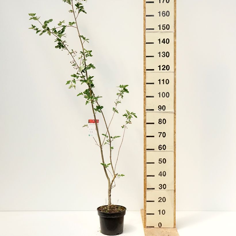 Example of x Sorbocotoneaster pozdnjakovii - Hybrid-Mehlbeeren Topf mit 4L/5L as you get in printemps