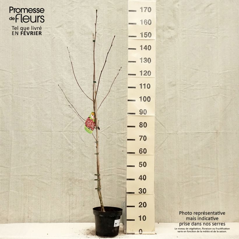 Exemplar von Sorbier hybride - Sorbus Grananatnaja (Granatnaja) Pot de 4L/5L wie im Winter geliefert
