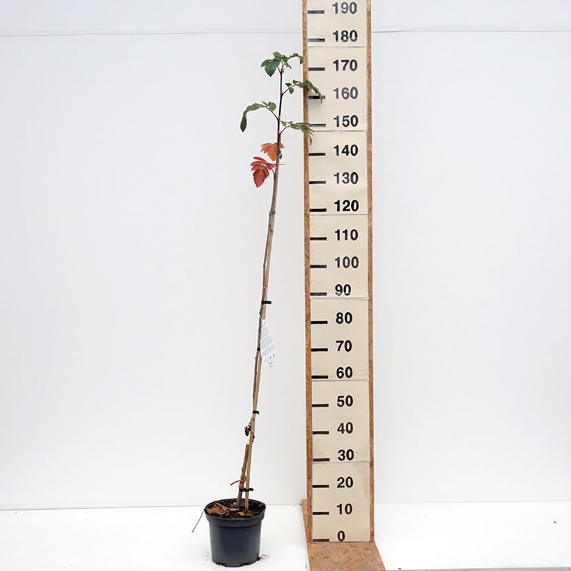 Exemplar von Sorbaronia Titan - Hybrid-Mehlbeeren Topf mit 4L/5L wie im Herbst geliefert