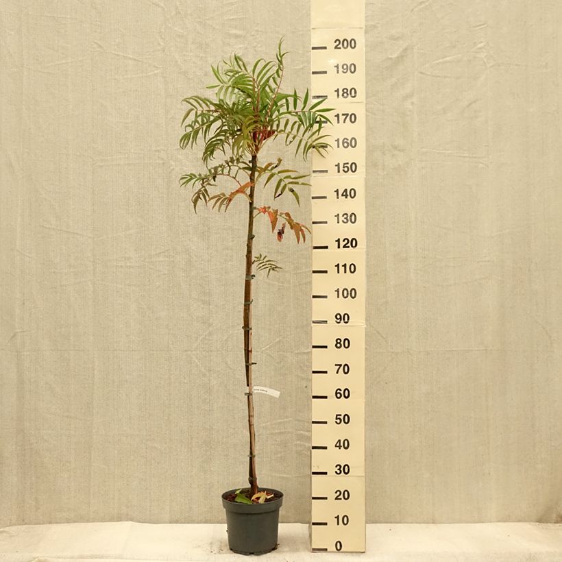 Exemplar von Mehlbeere Dodong (Olympic Flame) - Sorbus commixta var. ulleungensis Topf mit 7,5L/10L, Stämmchen wie im Herbst geliefert
