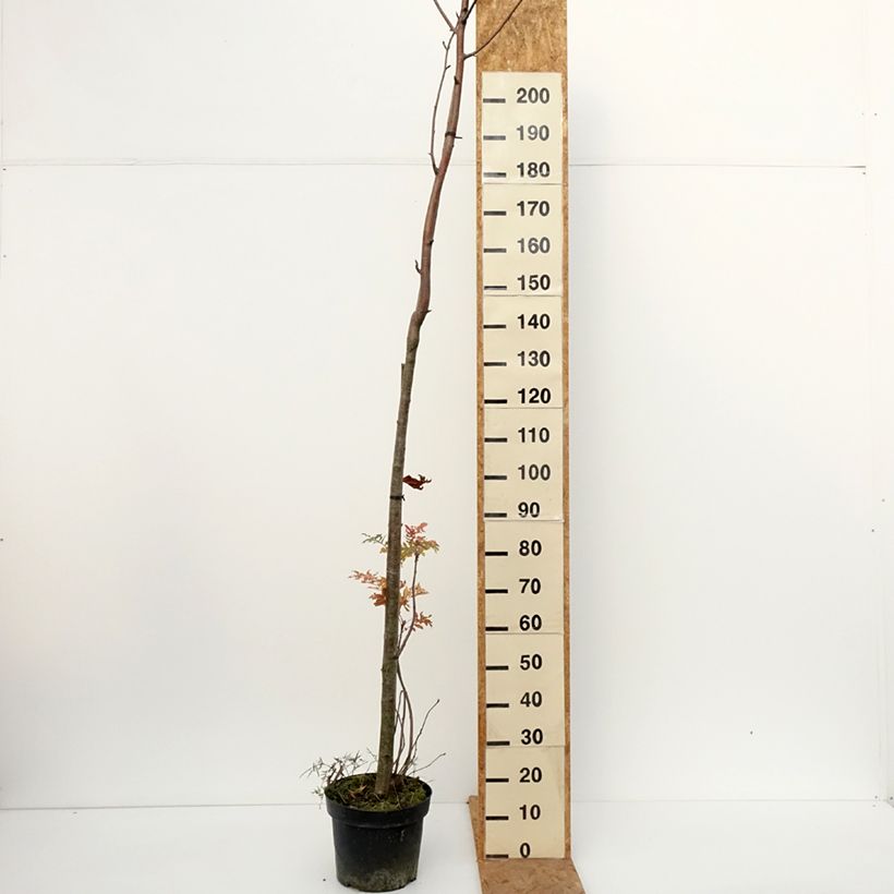 Exemplar von Sorbus filipes Topf mit 4L/5L, Stamm wie im Herbst geliefert