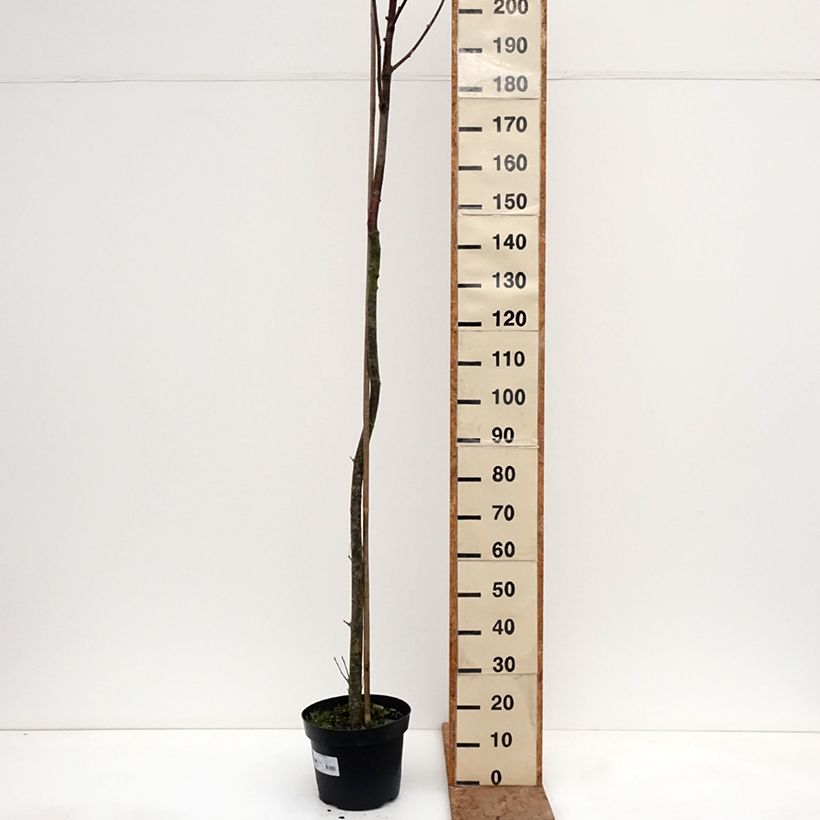 Example of Sorbus filipes Topf mit 4L/5L, Stamm as you get in hiver