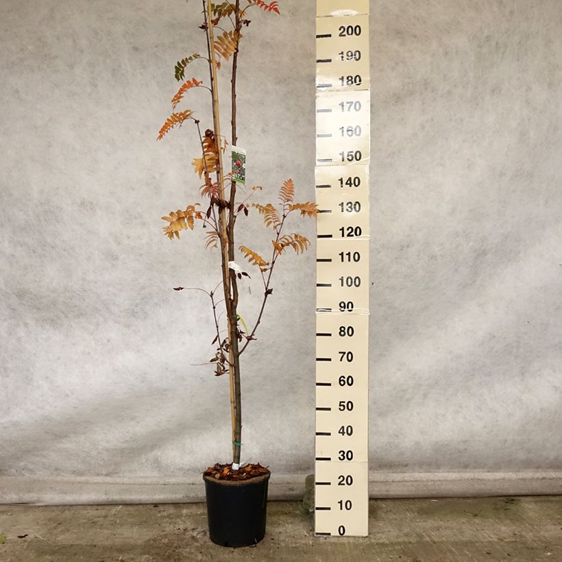 Exemplar von Mehlbeere Pink Veil - Sorbus arnoldiana Topf mit 4L/5L, Stamm wie im Herbst geliefert