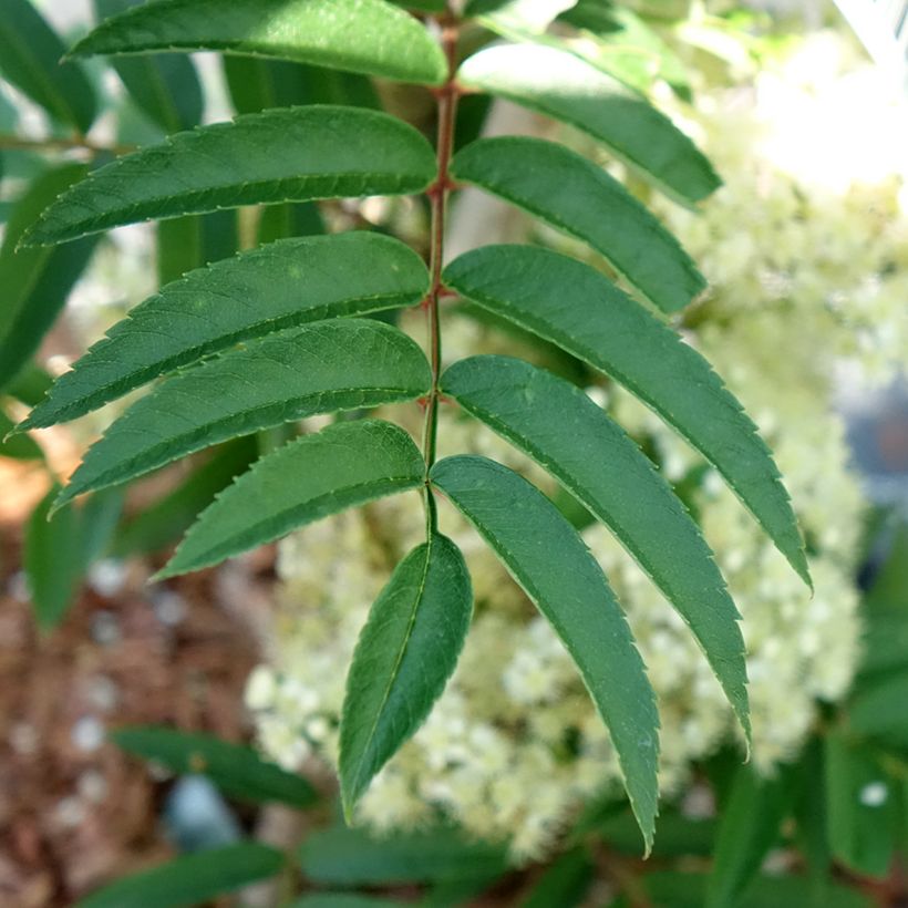 Vogelbeere Autumn Spire - Sorbus aucuparia (Laub)