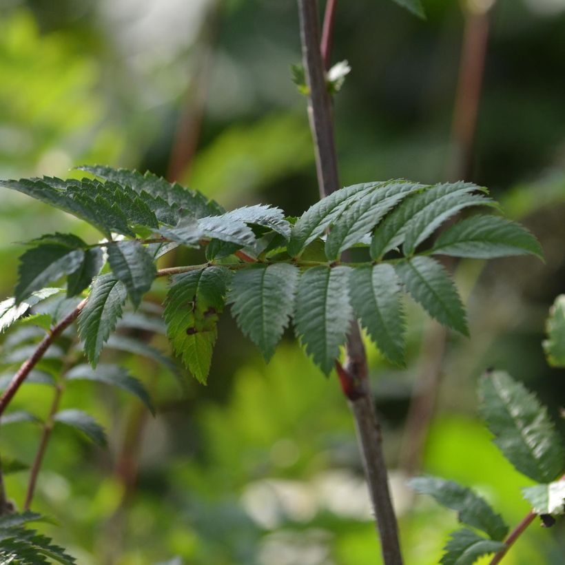 Vogelbeere - Sorbus aucuparia (Foliage)