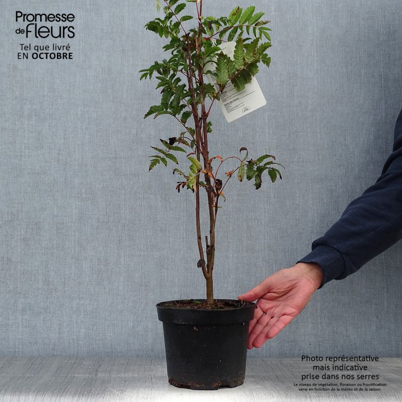 Exemplar von Vogelbeere - Sorbus aucuparia Topf mit 2L/3L wie im Herbst geliefert
