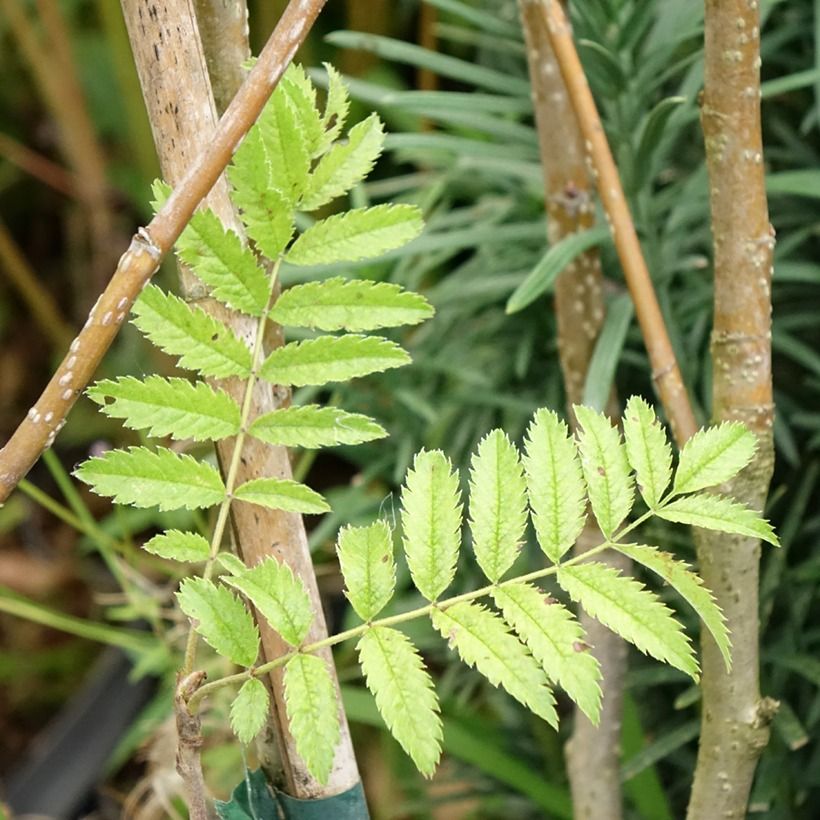Japanische Berg-Eberesche - Sorbus matsumurana (Foliage)