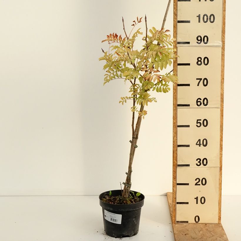 Exemplar von Japanische Berg-Eberesche - Sorbus matsumurana Topf mit 4L/5L, Stamm wie im Sommer geliefert