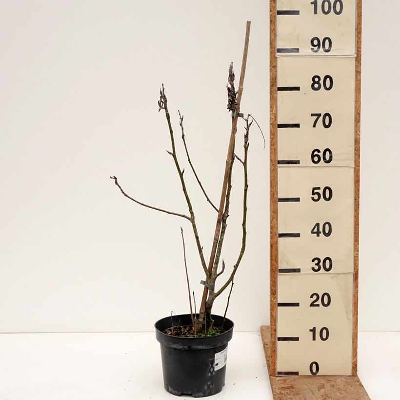 Example of Japanische Berg-Eberesche - Sorbus matsumurana Topf mit 4L/5L, Stamm as you get in hiver