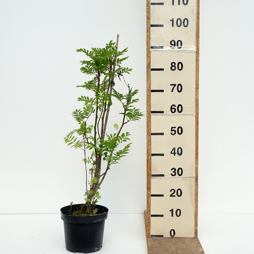 Exemplar von Japanische Berg-Eberesche - Sorbus matsumurana Topf mit 4L/5L, Stamm wie im Frühjahr geliefert