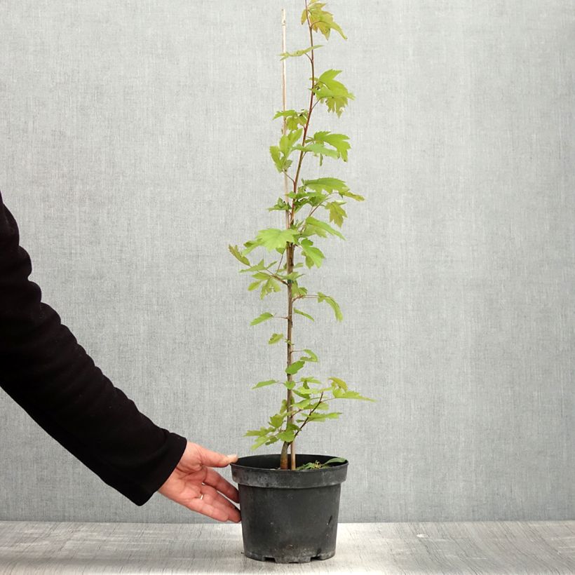Exemplar von Elsbeere - Sorbus torminalis Topf mit 3L/4L wie im Frühjahr geliefert