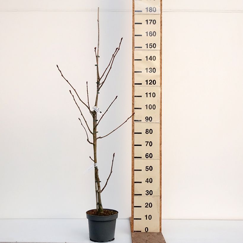 Exemplar von Vogelbeere - Sorbus wilfordii Topf mit 7,5L/10L wie im Winter geliefert