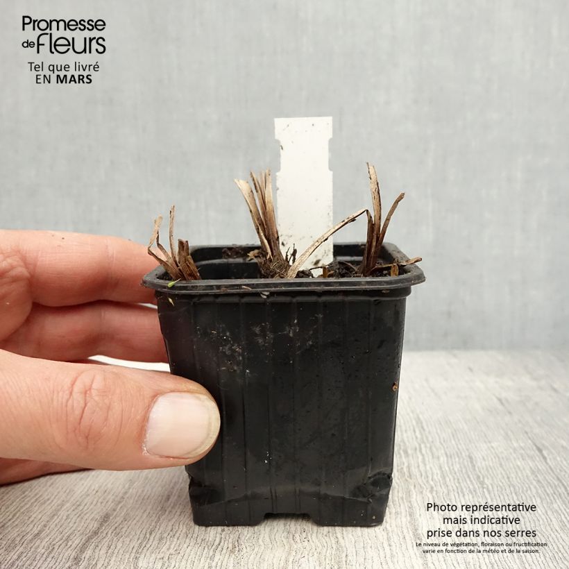 Exemplar von Sparganium erectum - Ästige Igelkolben Kleine Töpfe von 8/9 cm wie im Frühjahr geliefert