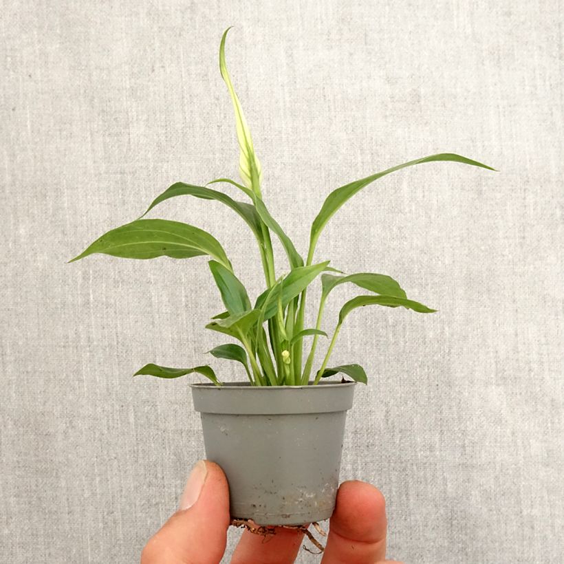 Example of Einblatt - Spathiphyllum Tanni Mini-Pflanze as you get in printemps