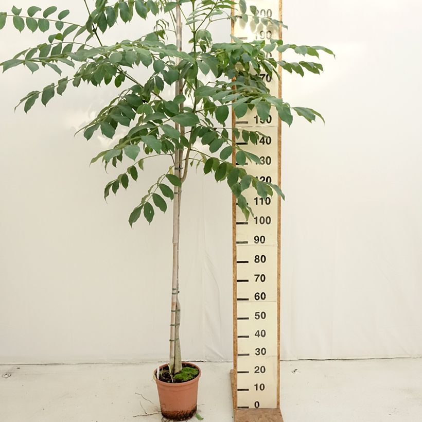Exemplar von Spathodea campanulata - Afrikanischer Tulpenbaum Topf mit 7,5L/10L wie im Herbst geliefert