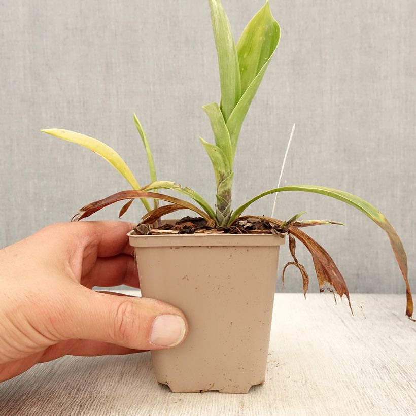 Exemplar von Speirantha convallarioides - Maiglöckchen-Speirantha Kleine Töpfe von 8/9 cm wie im Frühjahr geliefert