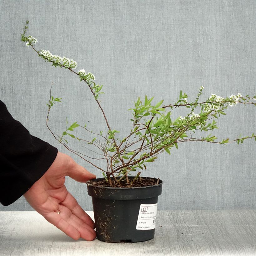Example of Braut-Spierstrauch Alba - Spiraea arguta Topf mit 1L/1,5L as you get in printemps