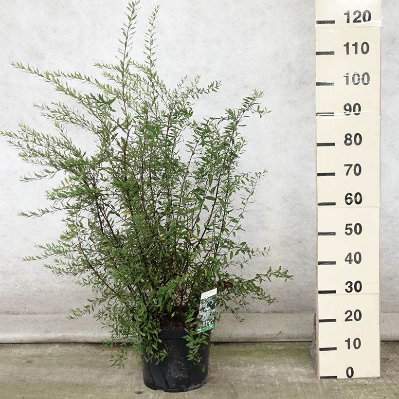 Exemplar von Weiße Rispenspiere Graciosa - Spiraea cinerea Topf mit 7,5L/10L wie im Sommer geliefert