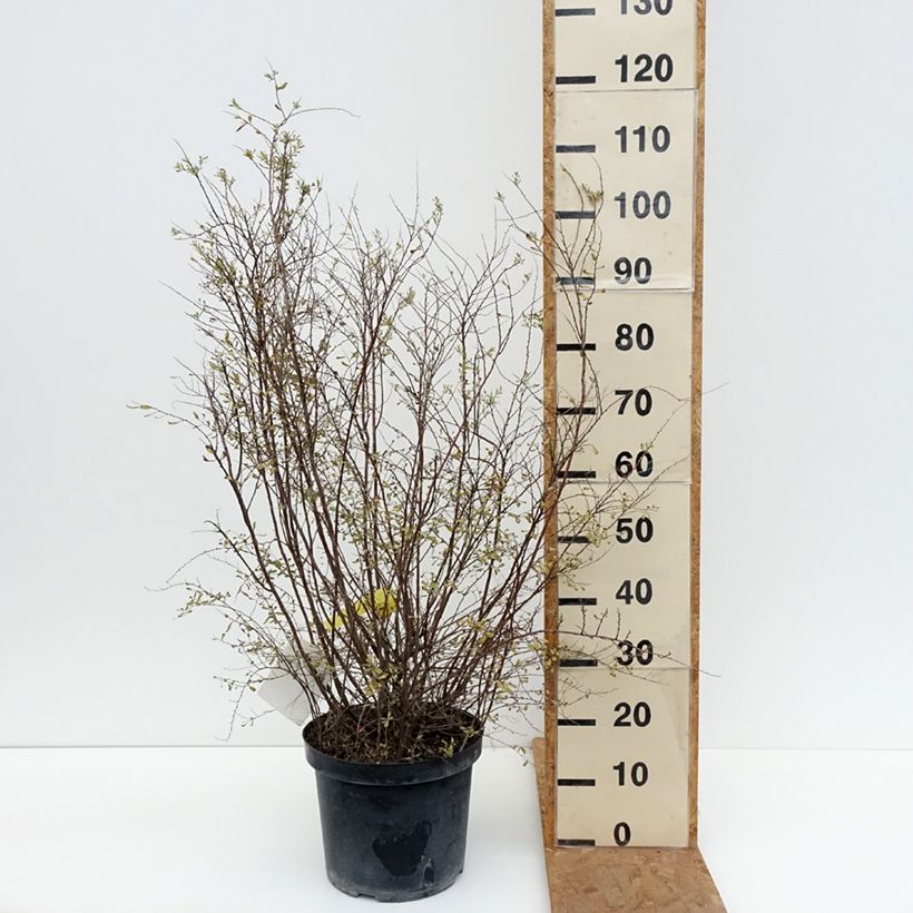 Exemplar von Weiße Rispenspiere Graciosa - Spiraea cinerea Topf mit 7,5L/10L wie im Herbst geliefert