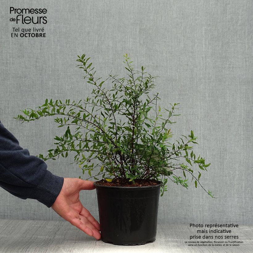 Exemplar von Weiße Rispenspiere Grefsheim - Spiraea cinerea Topf mit 3L/4L wie im Herbst geliefert