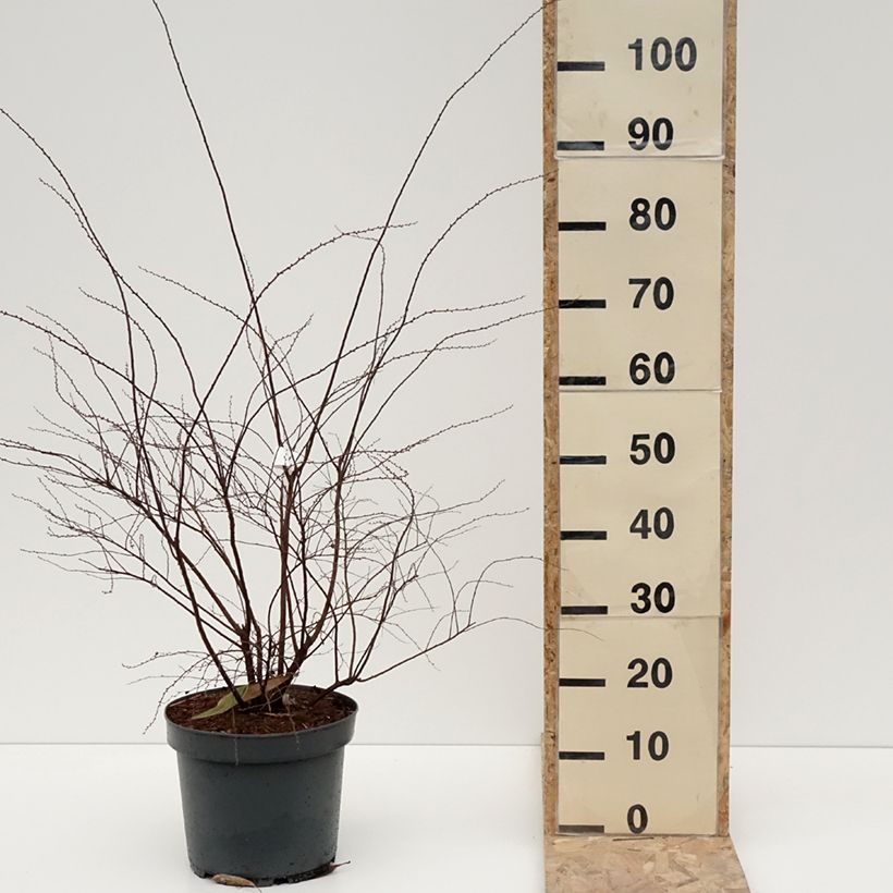 Exemplar von Weiße Rispenspiere Grefsheim - Spiraea cinerea Topf mit 7,5L/10L wie im Winter geliefert