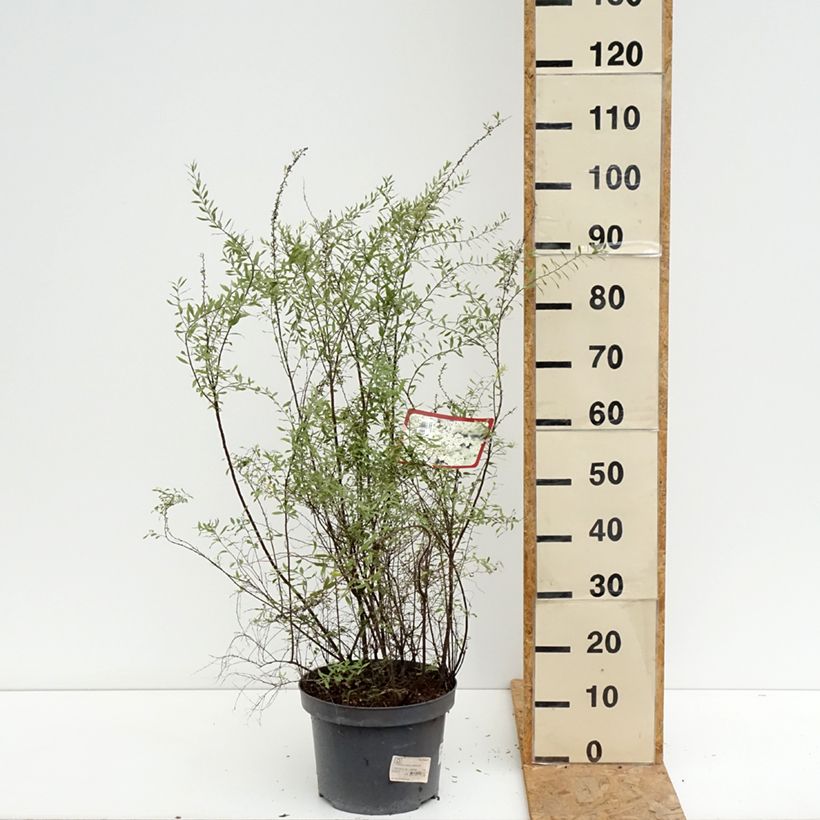 Exemplar von Weiße Rispenspiere Grefsheim - Spiraea cinerea Topf mit 7,5L/10L wie im Sommer geliefert