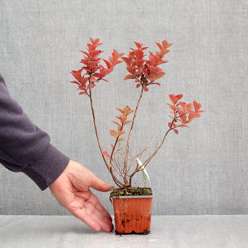 Exemplar von Dichtblütiger Spierstrauch - Spiraea densiflora Kleine Töpfe von 8/9 cm wie im Herbst geliefert