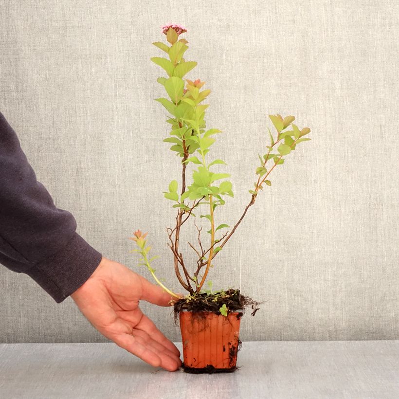 Exemplar von Dichtblütiger Spierstrauch - Spiraea densiflora Kleine Töpfe von 8/9 cm wie im Frühjahr geliefert