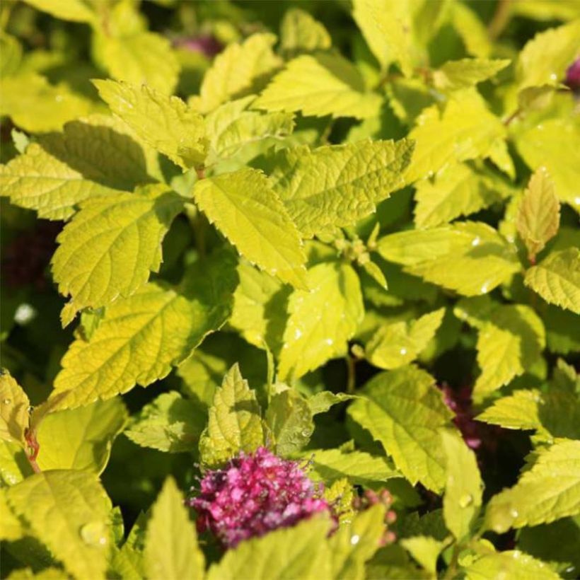 Sommerspiere Double Play Gold - Spiraea japonica (Foliage)