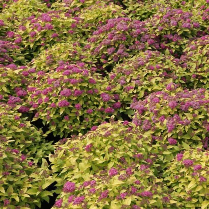 Sommerspiere Double Play Gold - Spiraea japonica (Flowering)