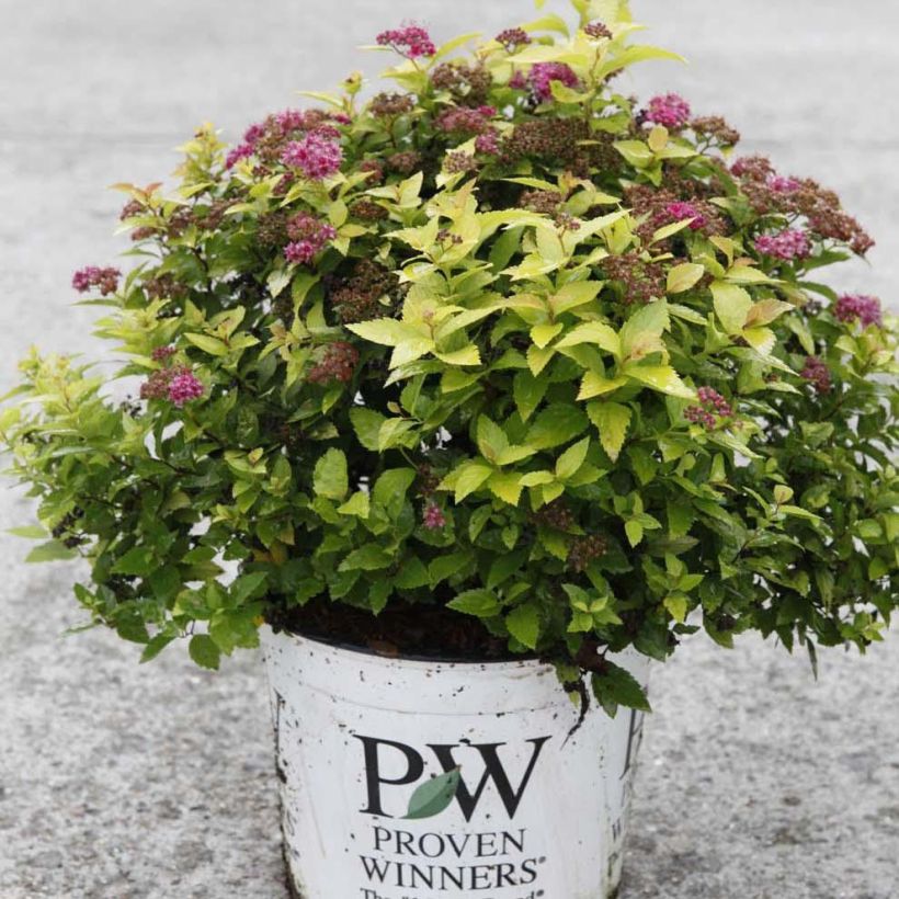 Sommerspiere Double Play Gold - Spiraea japonica (Plant habit)