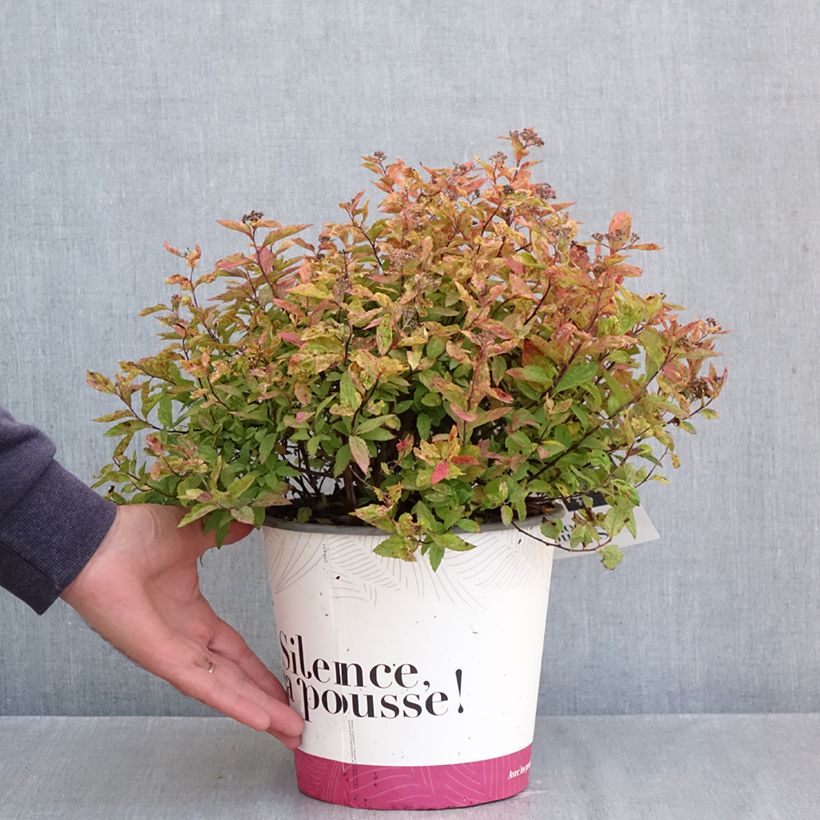 Exemplar von Sommerspiere Little Flame - Spiraea japonica Topf mit 2L/3L wie im Herbst geliefert