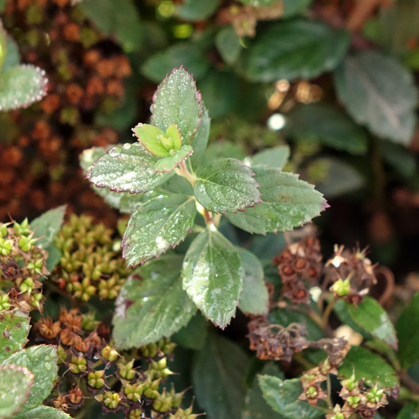 Sommerspiere Odessa - Spiraea japonica (Laub)
