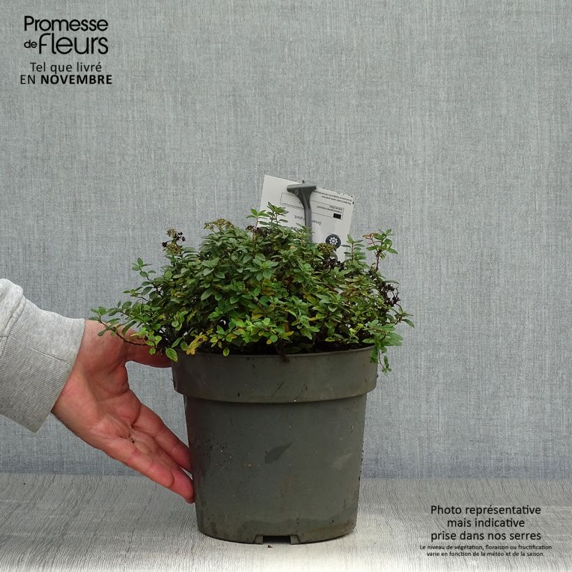 Exemplar von Spiraea japonica Odessa - Spirée japonaise Pot de 2L/3L wie im Herbst geliefert