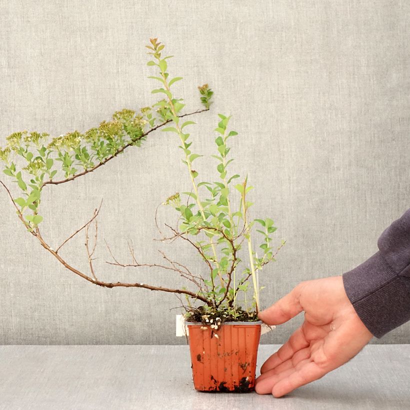 Example of Japanische Strauchspiere June Bride - Spiraea nipponica Kleine Töpfe von 8/9 cm as you get in printemps