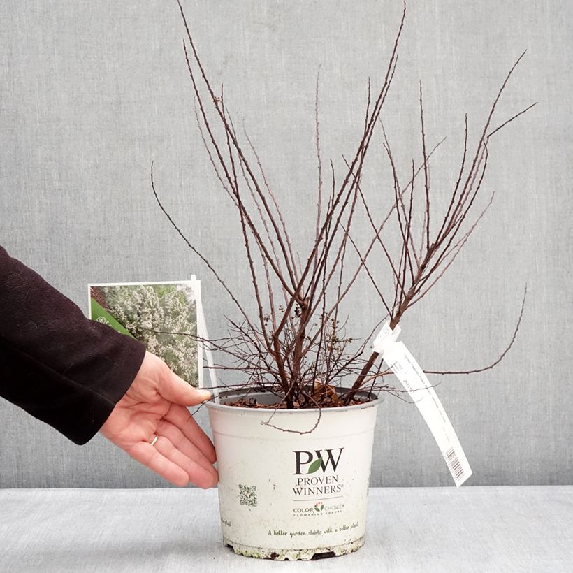 Exemplar von Japanische Strauchspiere Wedding Cake - Spiraea nipponica Topf mit 3L/4L wie im Winter geliefert