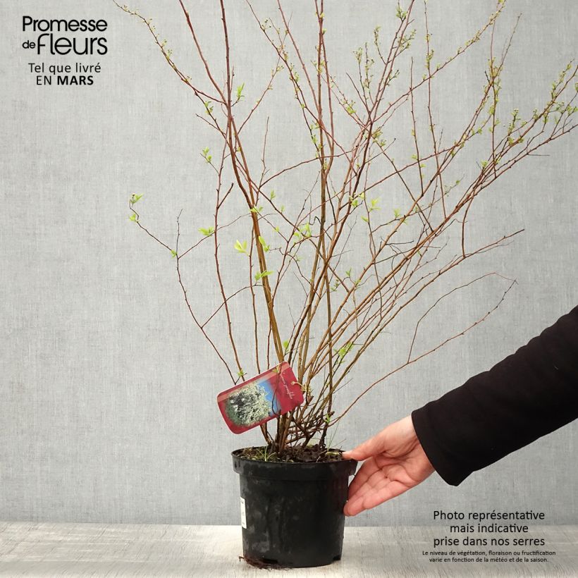 Example of Pflaumenblättriger Spierstrauch - Spiraea prunifolia Topf mit 2L/3L as you get in printemps