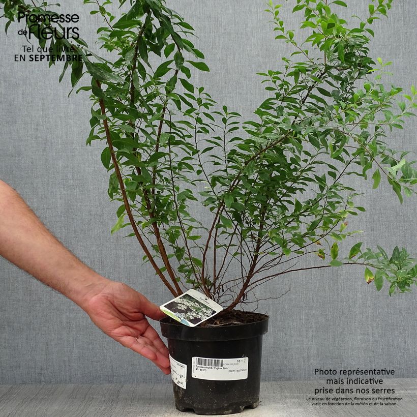 Exemplar von Frühlingsspiere Fujino Pink - Spiraea thunbergii Topf mit 3L/4L wie im Herbst geliefert