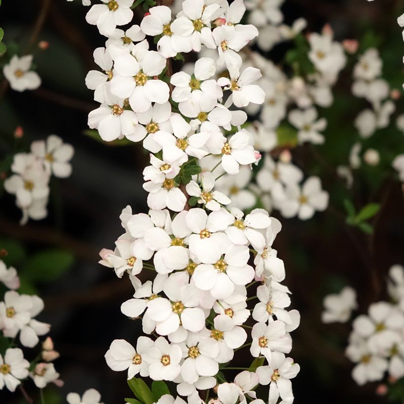 Frühlingsspiere Fujino Pink - Spiraea thunbergii (Flowering)